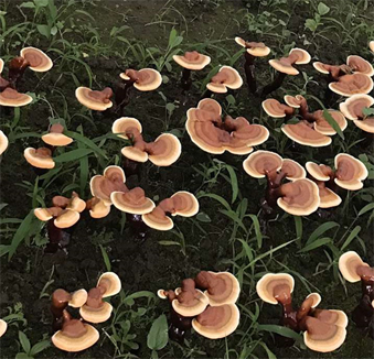 pic