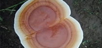 蘑菇