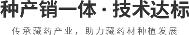 技术领先